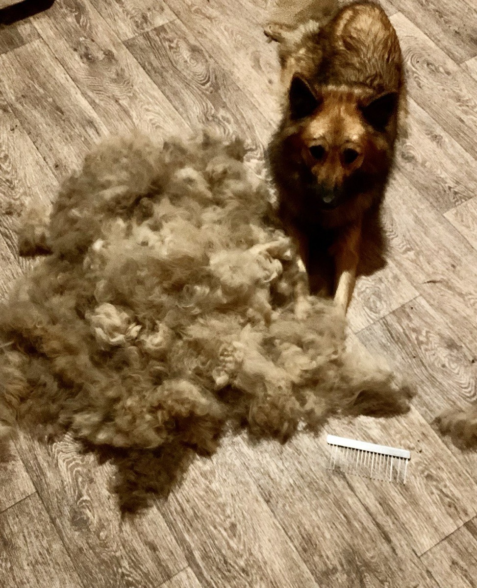 Жучка лишилась зимней шубки