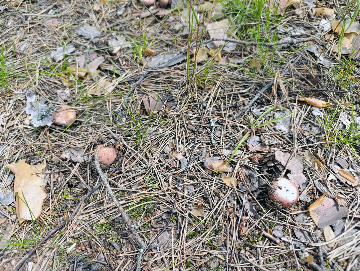 Сыроежки только выскочили из земли