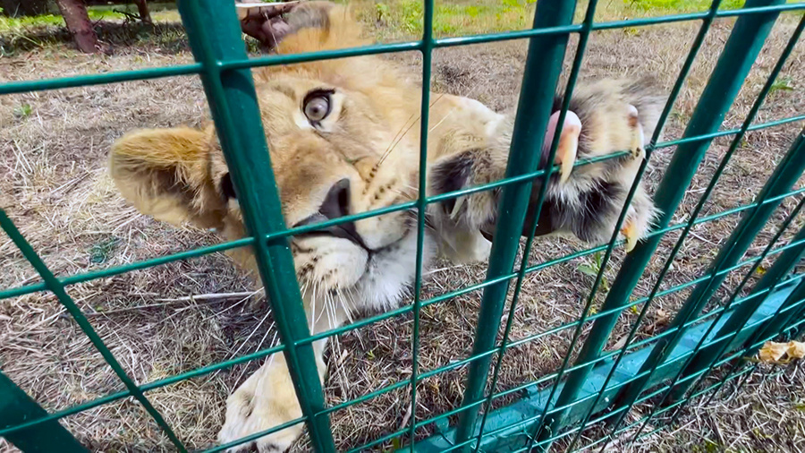 Подмосковный парк-приют для диких животных "Земля прайда" переехал