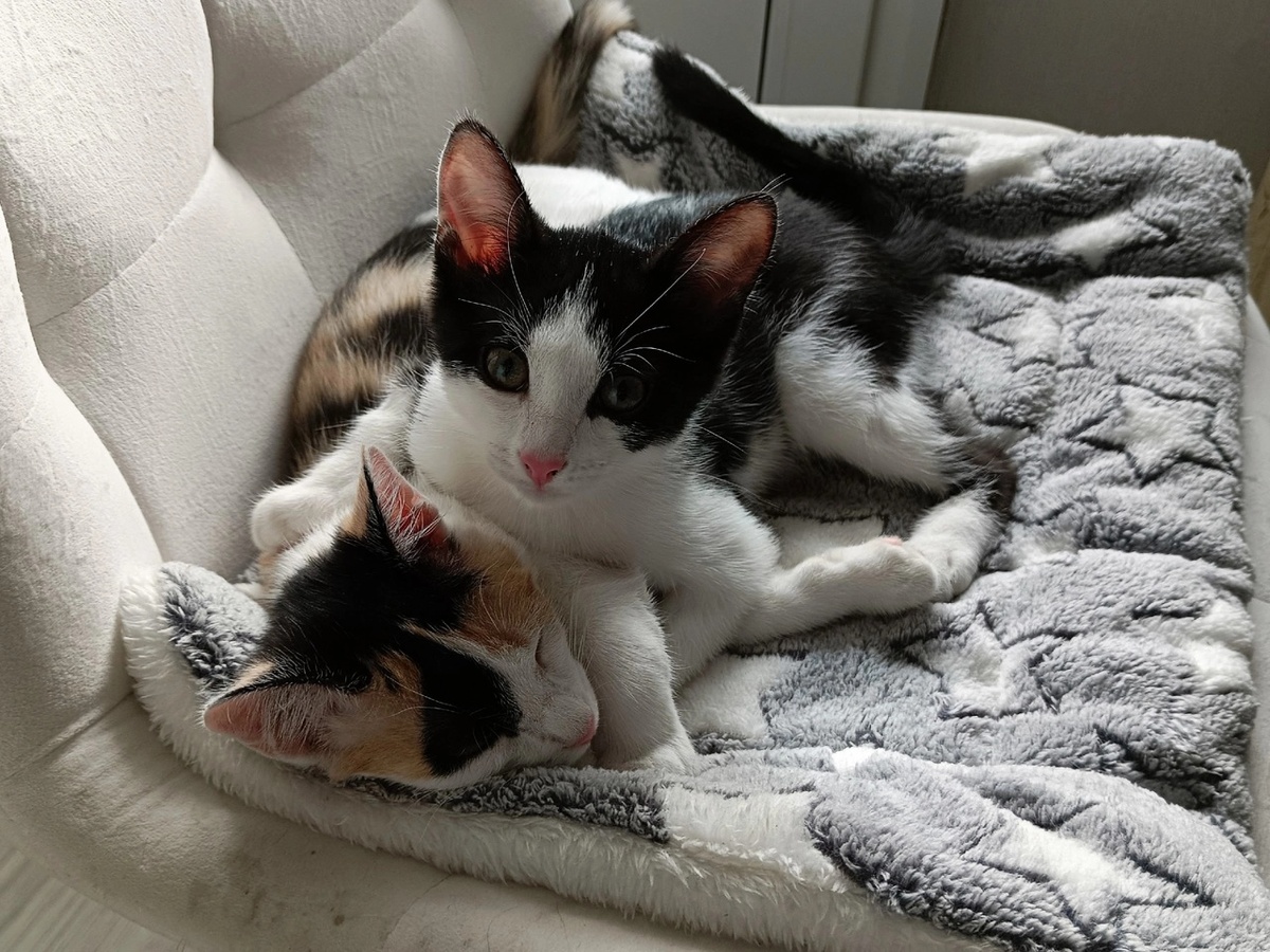 Веста и Ляля будут жить вместе