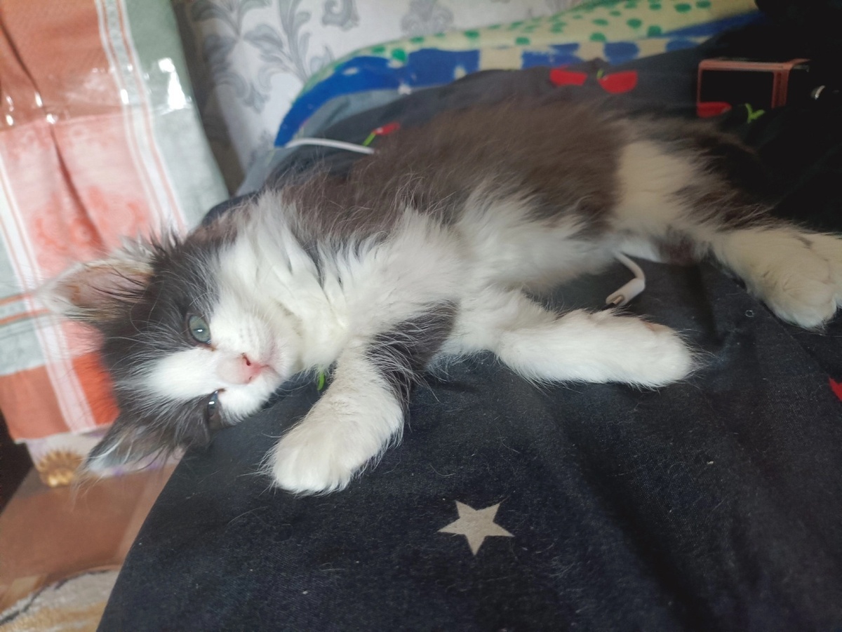 Довольный домашний Мишутка