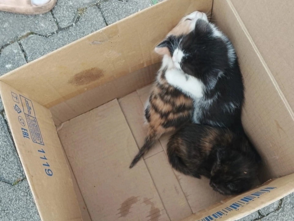 Такими мы нашли котят