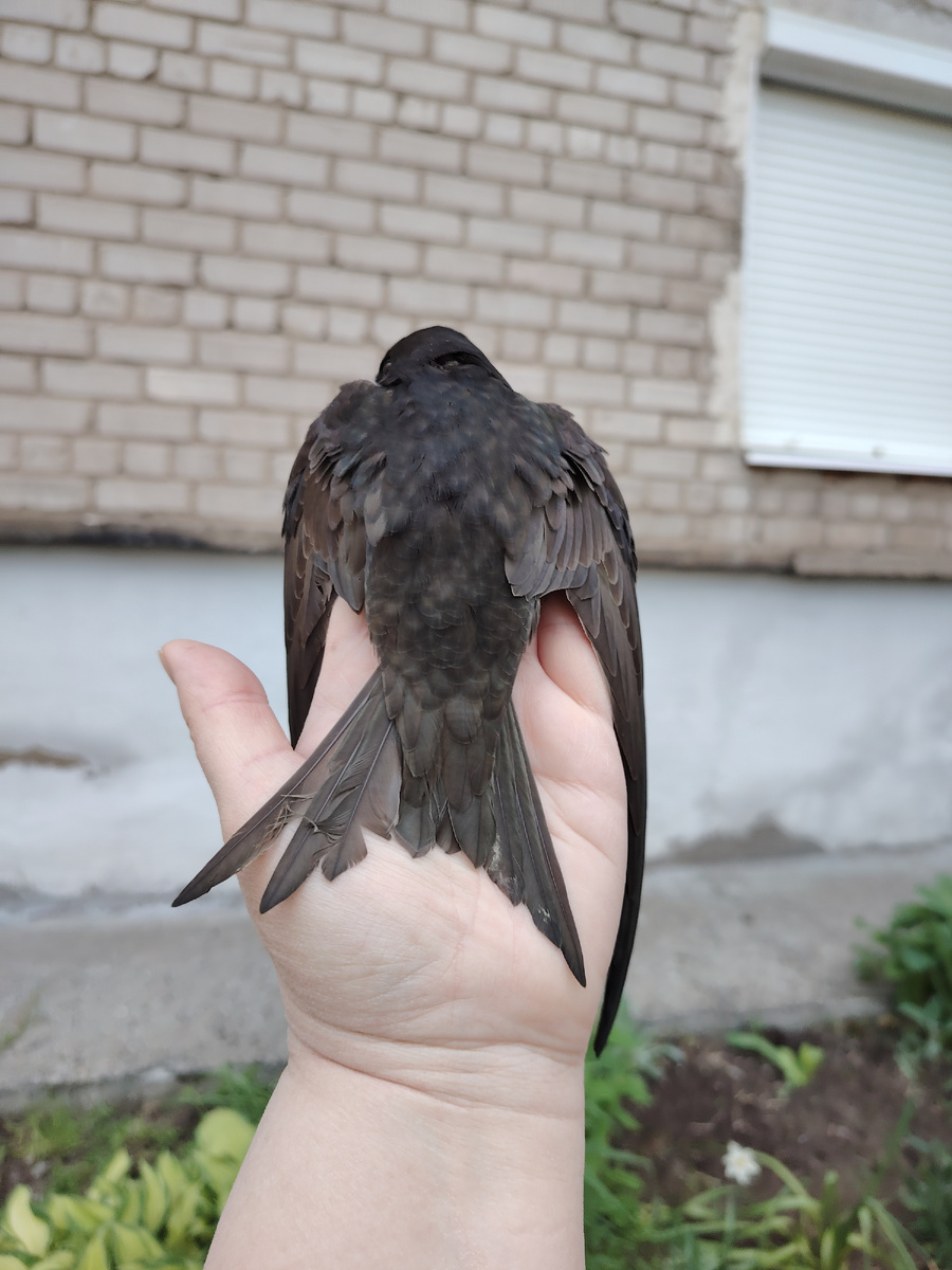 Стриж. 28.05.2025г.Фото автора 