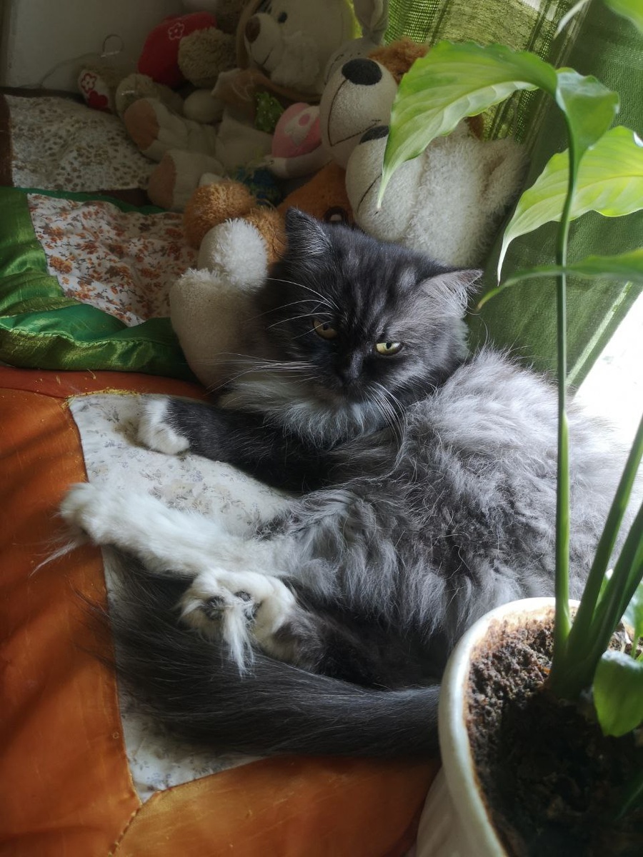 Бася, котейка - виновница закрытых окон. Фото автора 