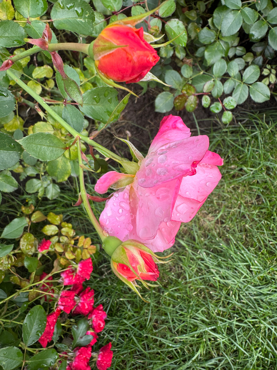 Фото сделано в парке 