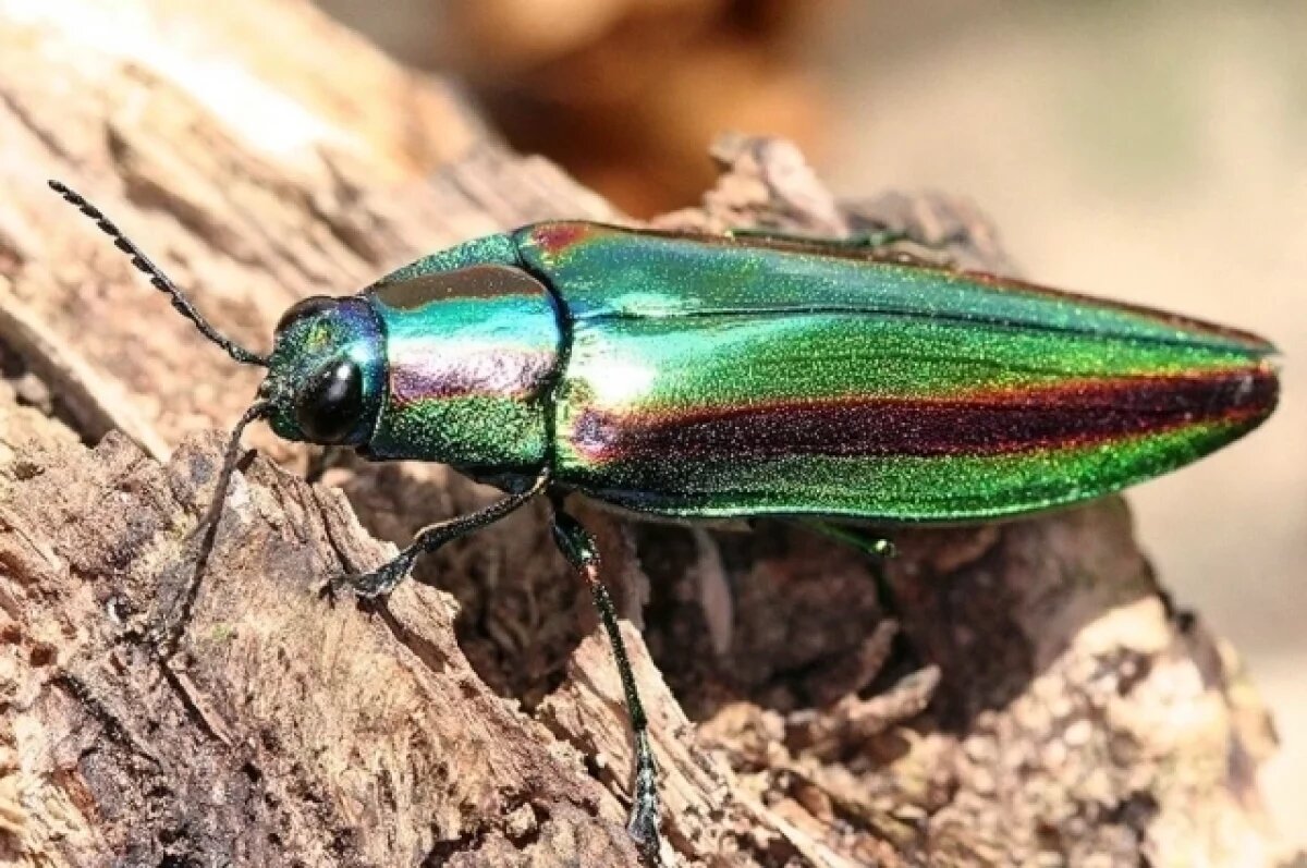    Карантин из-за жуков-вредителей ввели в 4 округах Нижегородской области