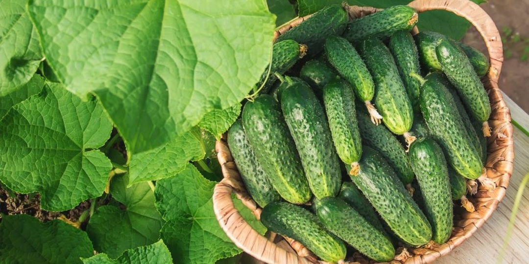 Поделюсь, как получить рекордный урожай огурцов просто и быстро!