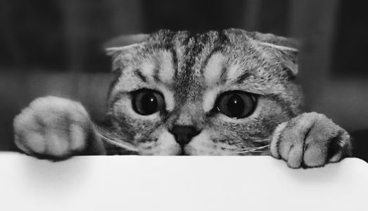 В Омске нашли кота, взятого в плен подростками