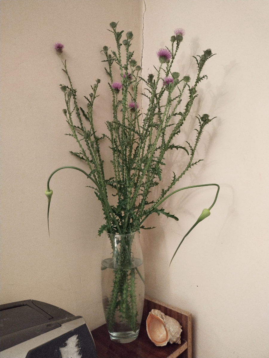 Стрелки чеснока - как рога. Если к нам намоет дождём какого вампирёныша, мало ему не покажется!