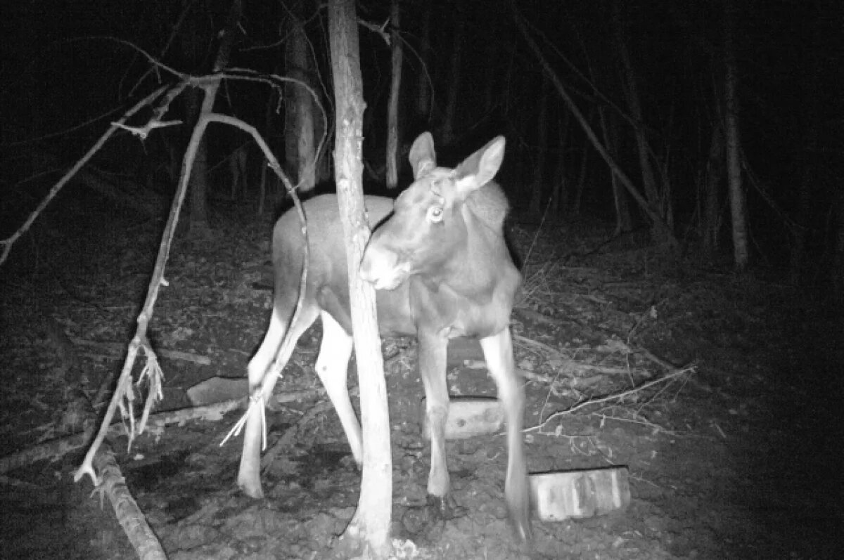    До 500 тыс. руб. штрафа грозит мужчине под Пензой, который охотился на лося