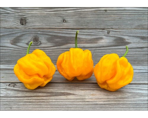 Фото с сайта продавца https://pepperseeds.ru