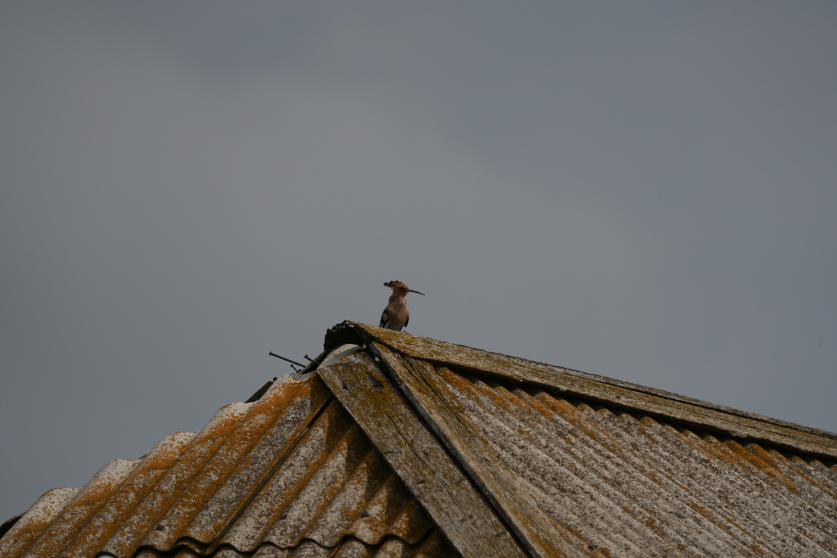 Удод вблизи озера Маныч-Гудило