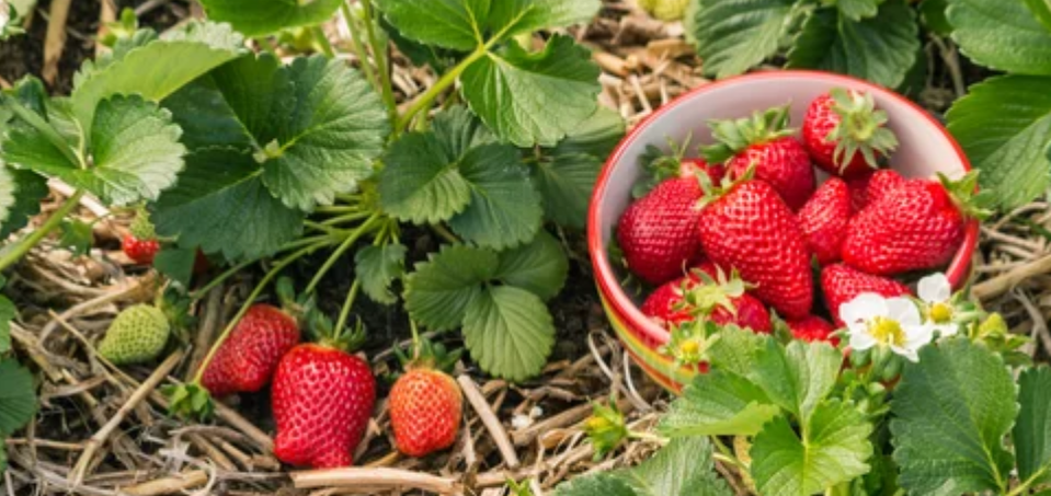 подкормка клубники ремонтантной