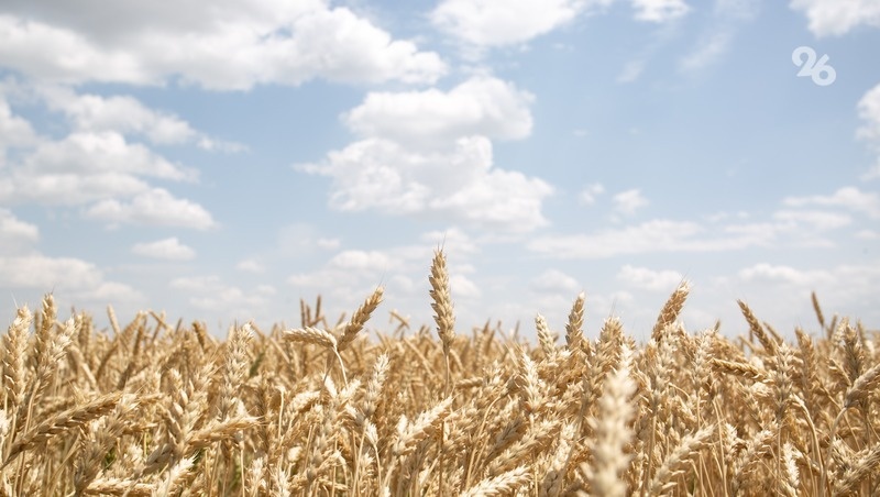      Фото: Валерия Алтухова / / ИА «Победа26»