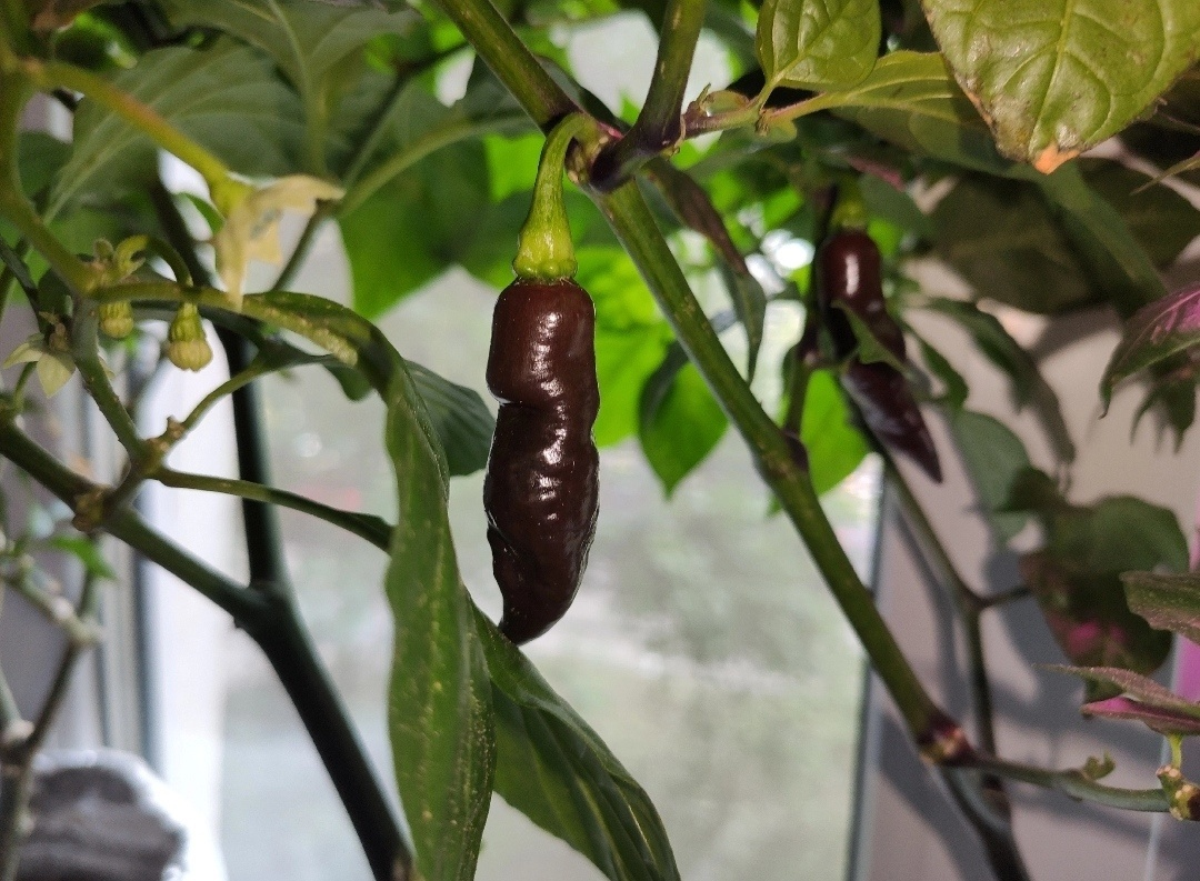 SBS Chocolate Demon Habanero