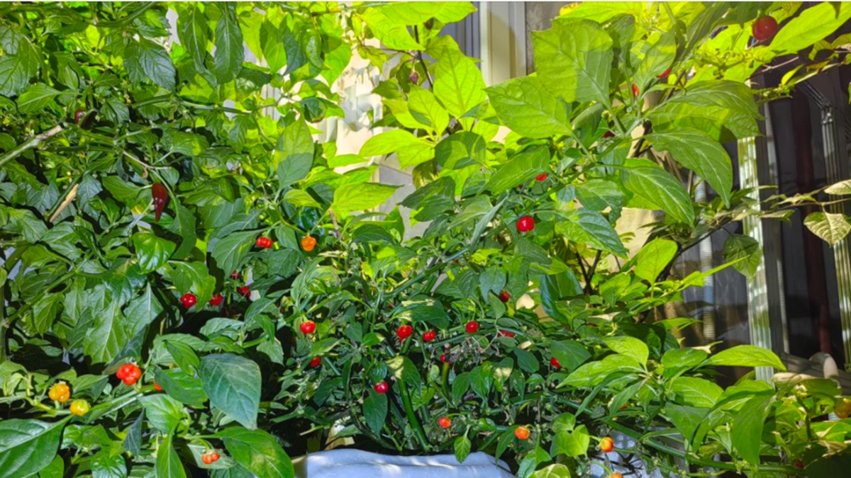 Острый перец Roger's Habanero Giant Red