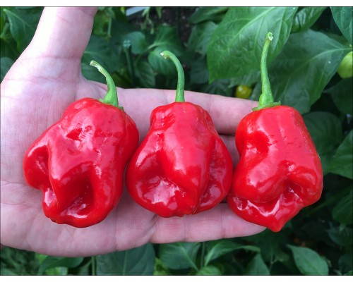  Фото с сайта https://pepperseeds.ru