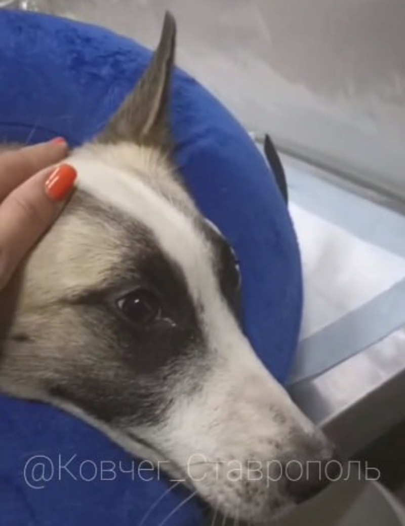      Фото: благотворительный фонд помощи животным «Ковчег»