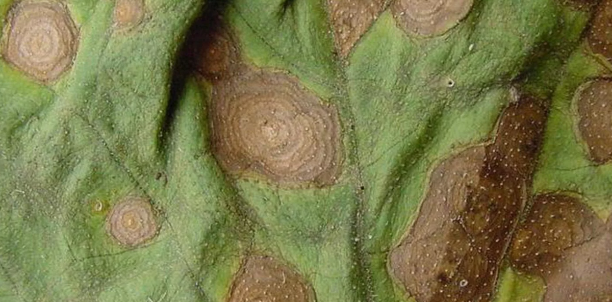 Альтернариоз (сухая пятнистость)