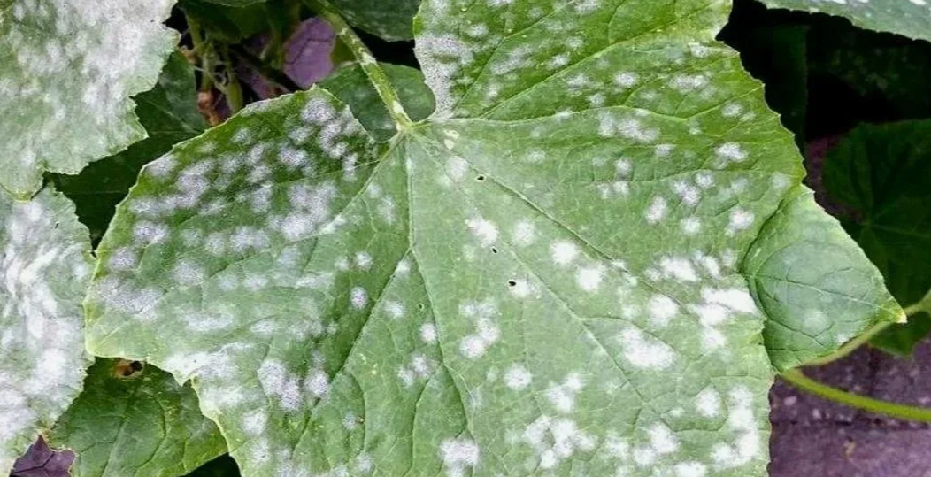 Мучнистая роса