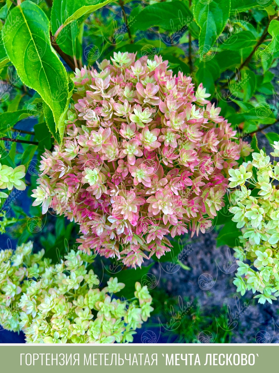 фото цветущей гортензии "Мечта Лесково" с сайта питомника