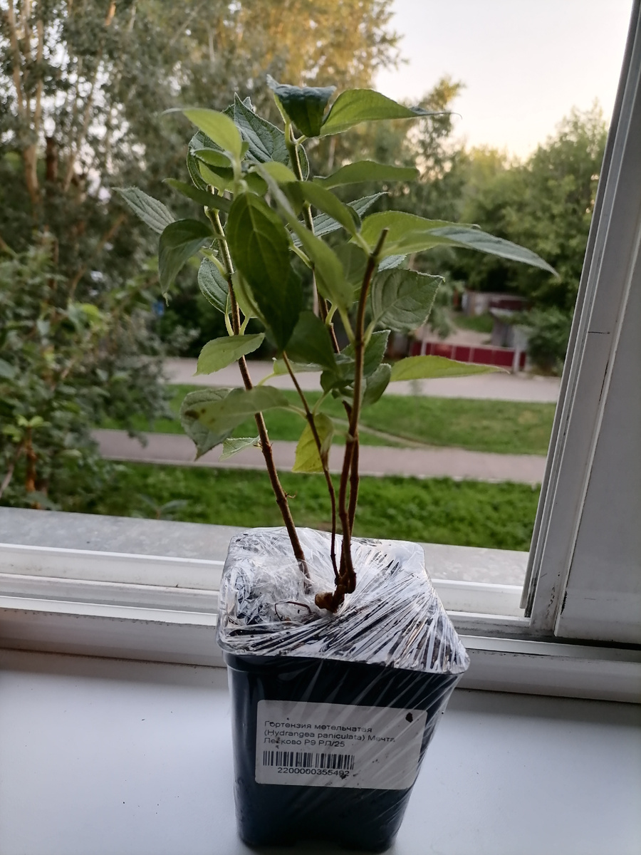 моя маленькая Мечта