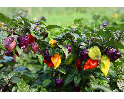 Фото https://pepperseeds.ru