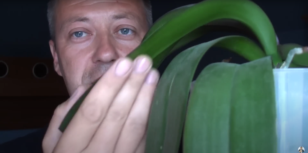 Устьицы орхижей находятся на обратной стороне листа