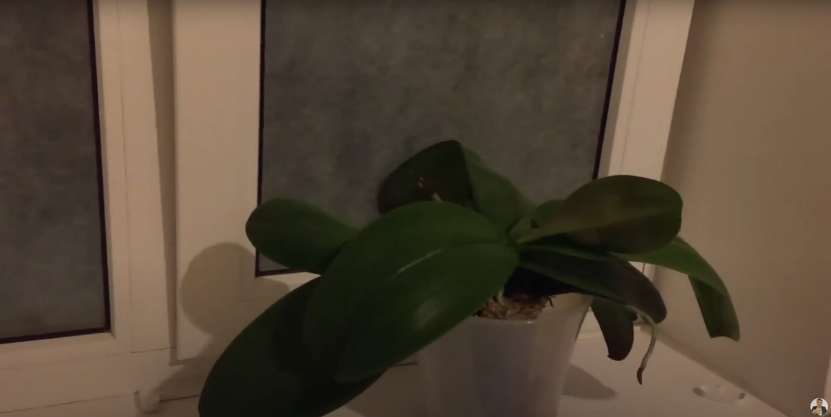 Орхидея на подоконнике с открытым окном на ночь