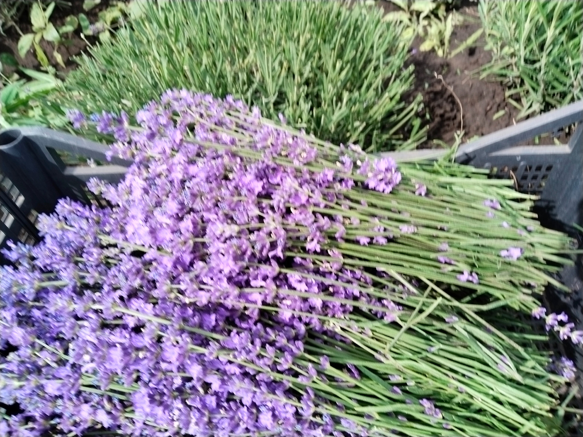 Урожай лаванды