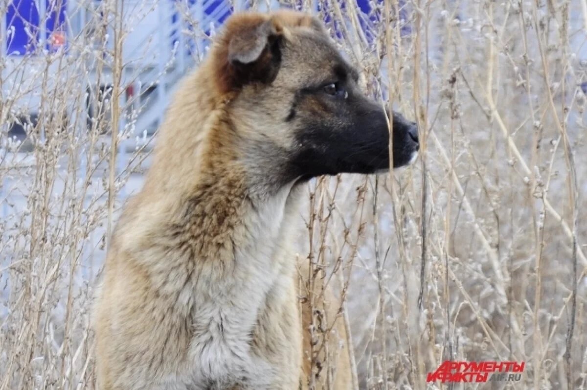    Тульская прокуратура проведёт проверку из-за нападения бездомных собак