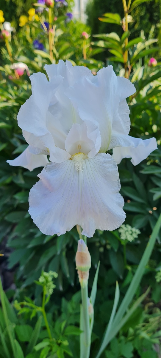 № 1 К сожалению названия знаю не всех Ирисов.