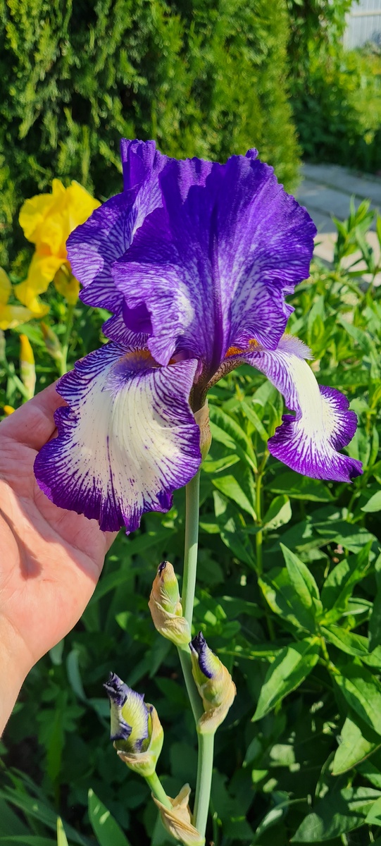 № 2 Ирис бородатый Блю Стаккато