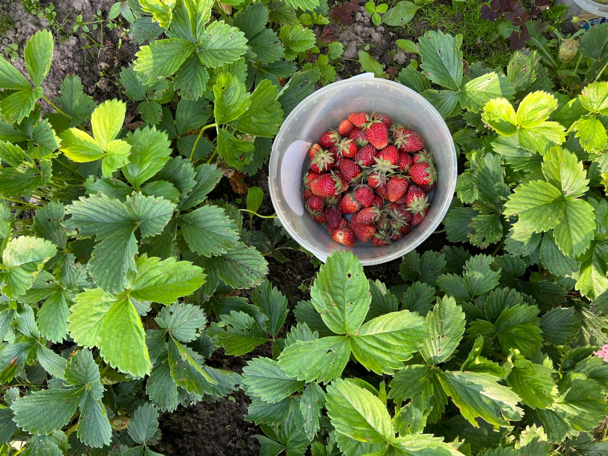 Клубники мало. Ярославская область 