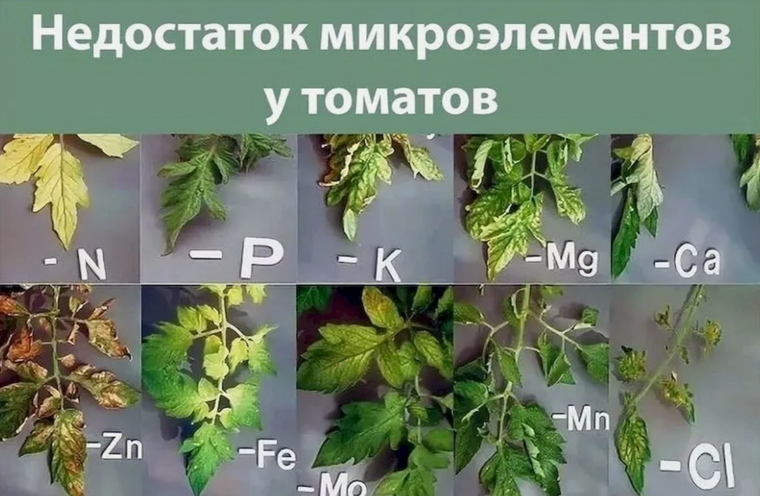 признаки недостатка у томатов