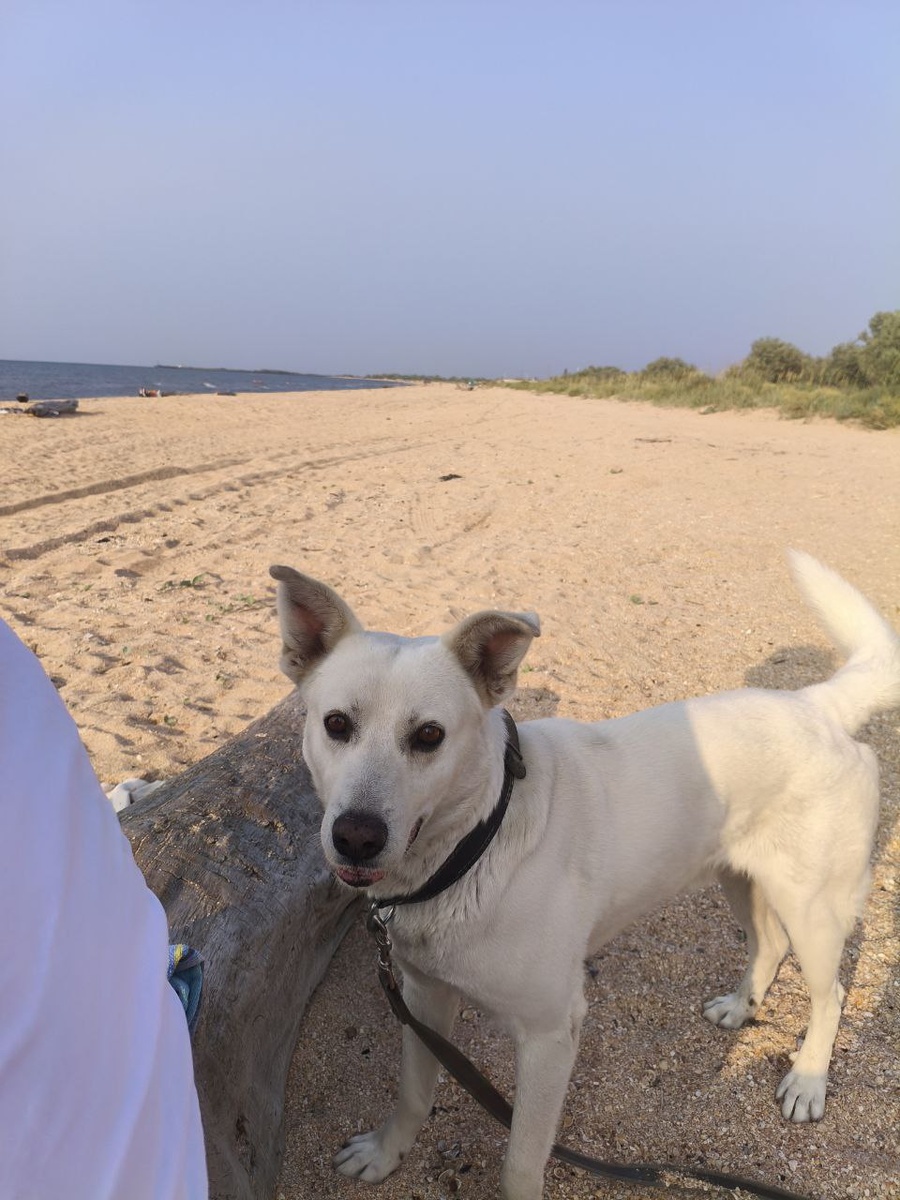 Белок на пляже в Голубицкой.