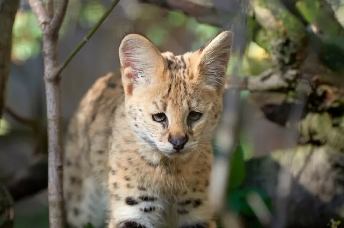    На помойке в Пушкине нашли хищную кошку из Африки, которая стоит миллион