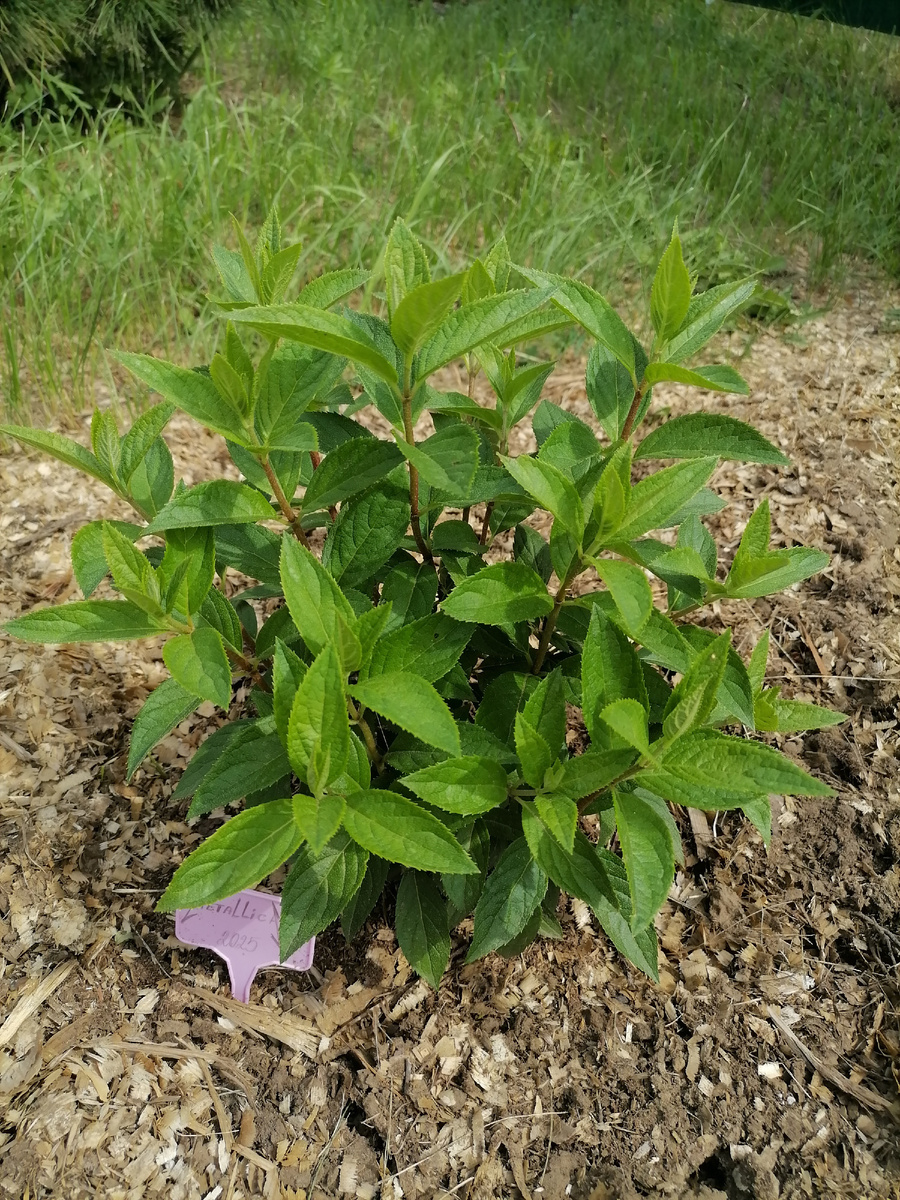 Металлика. Брала двулетний саженец. Хорошо набрала зеленую массу, жду цветения.