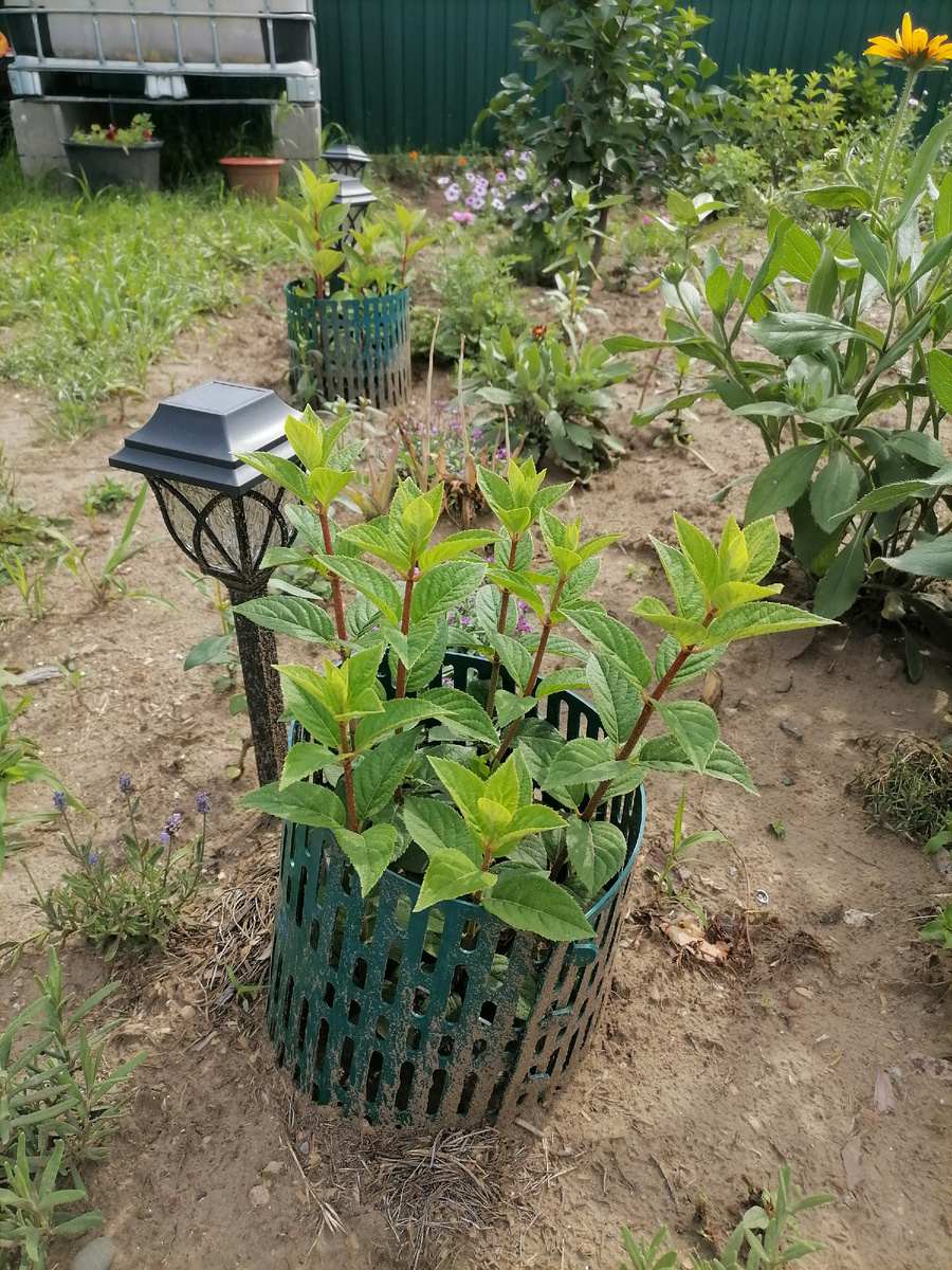 Вимс Ред. Посажен в прошлом году. На заднем плане - Сандей Фрайз.Защиту от тримера буду снимать. Она помимо защиты от скашивания еще играла роль притенения, так как по весне очень активное солнце и молодые побеги могут гореть.