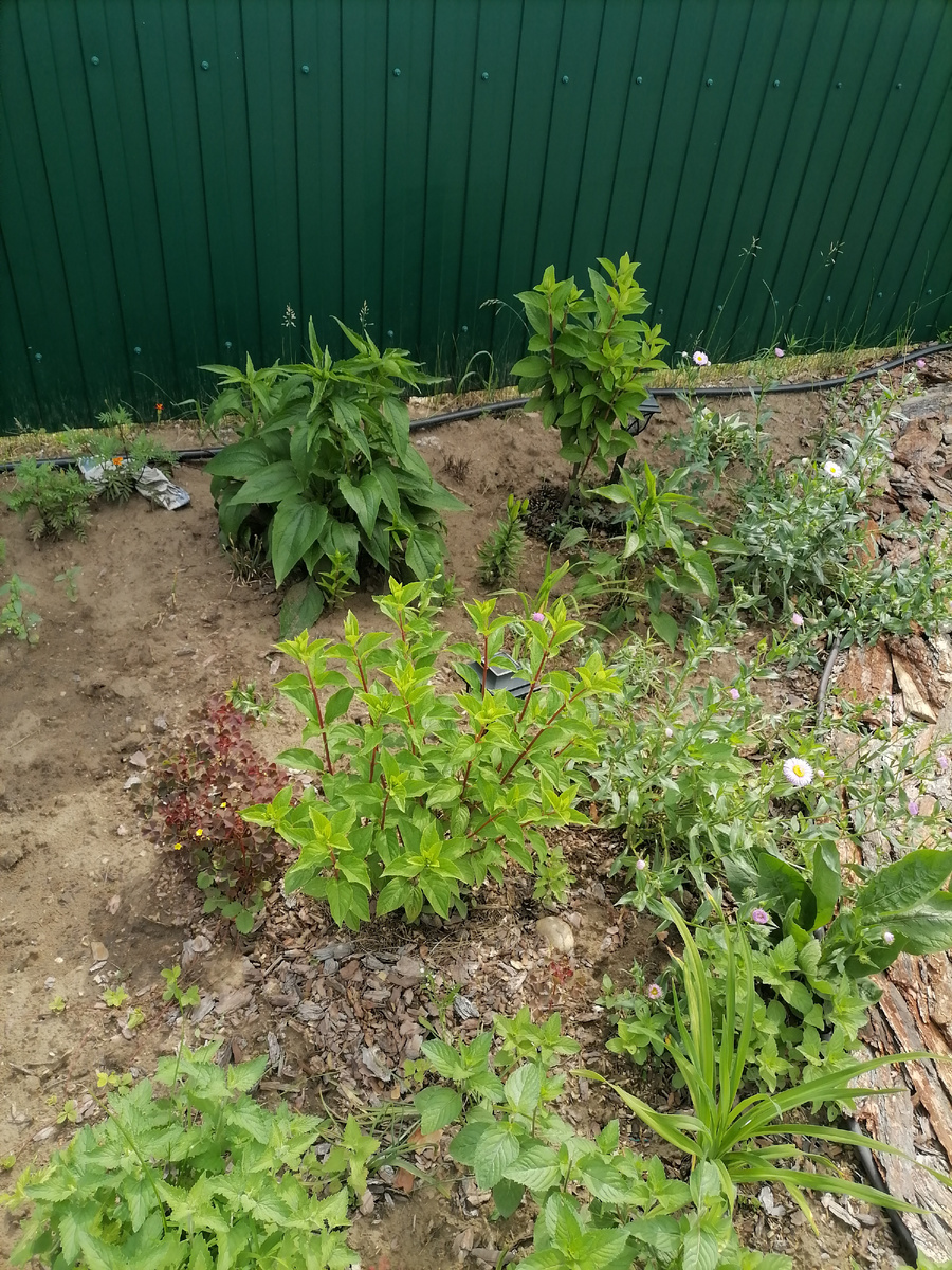 На переднем плане - Ванилла Фрайз, сзади - Пинки Винки. 