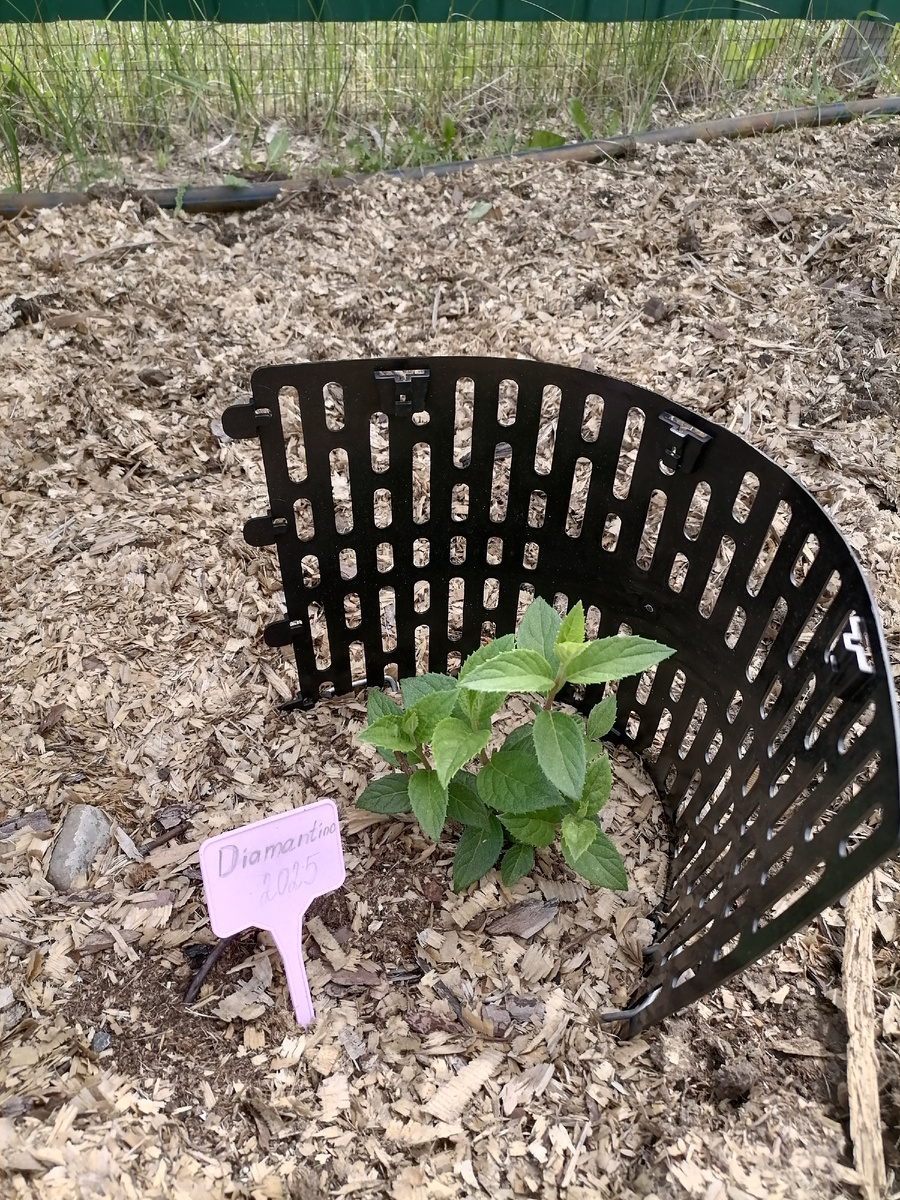 Сорт написан на фото) Посадка этого года, под притенением