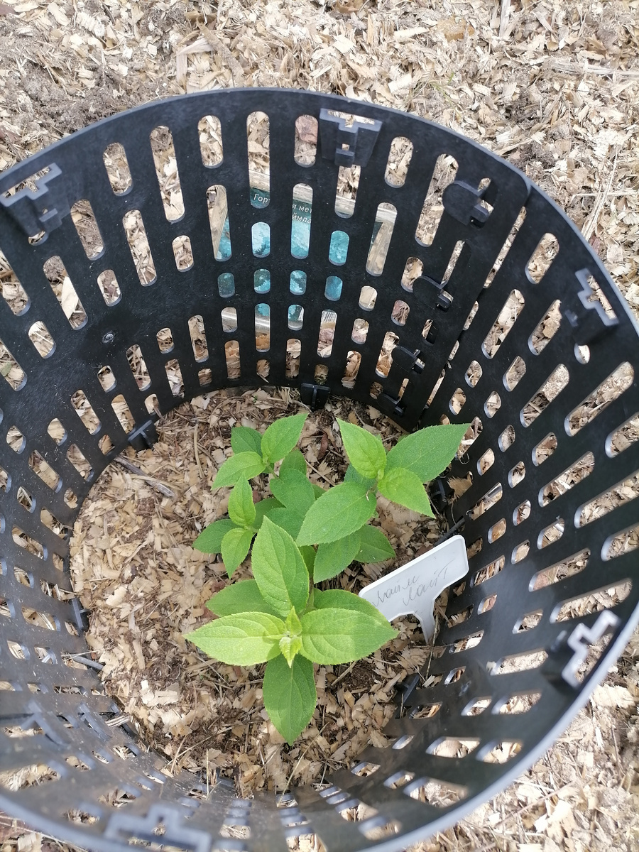 ЛаймЛайт. Посадка прошлого года