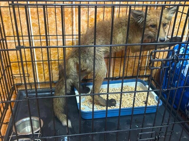    Фото: телеграм-канал "ГКУ МО "Мособлпожспас"