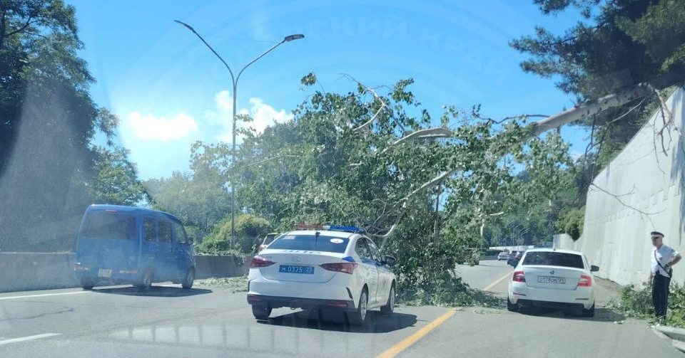    Фото: тг-канал «Типичный Сочи»