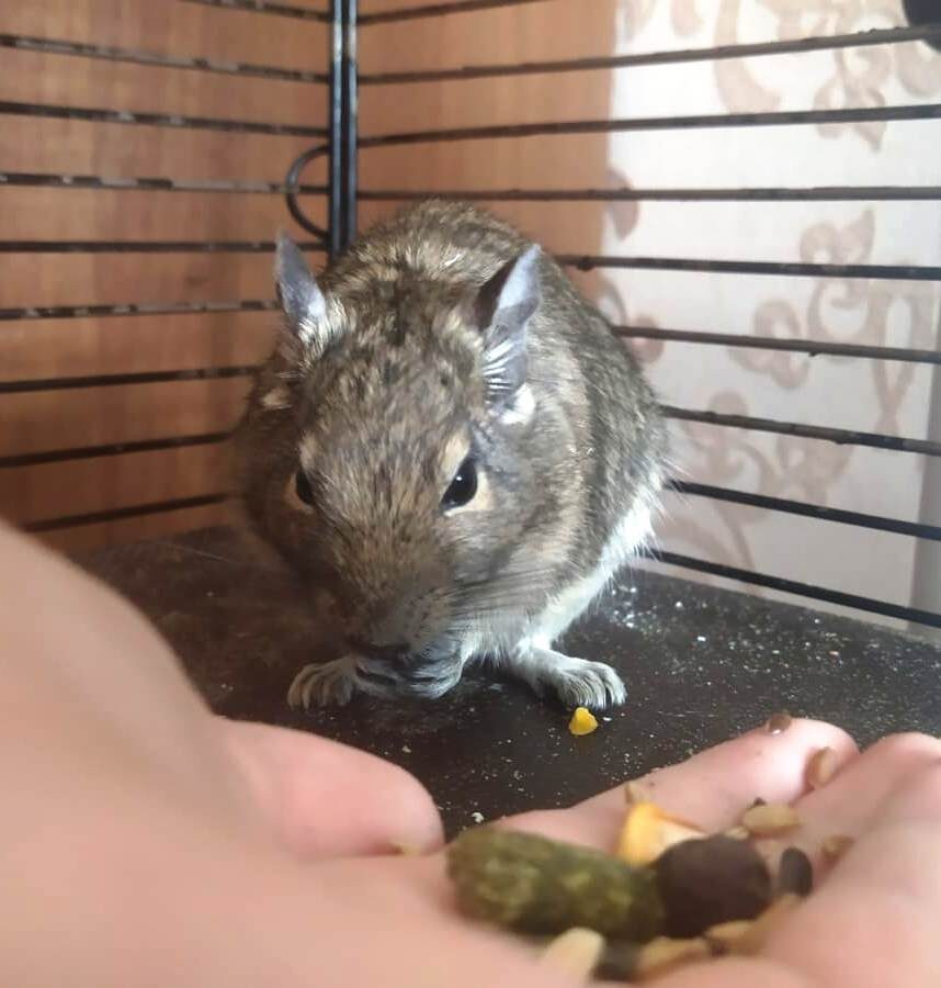 Дегу кушает