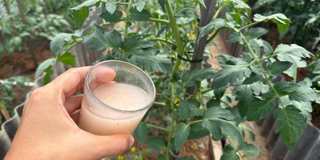 Лью в июле под томаты и сразу нарастает очень много плодов. Даже хилые растения обильно заплодоносят. 10 лучших подкормок