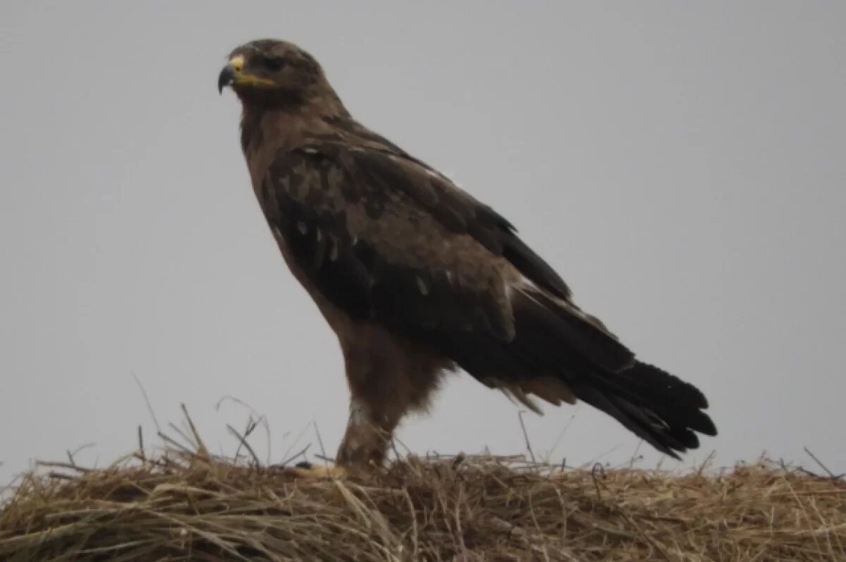    Во Владимирской области спасли редкую дикую птицу