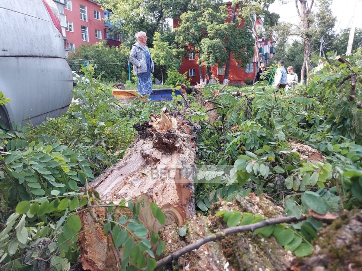    Съемочная группа "Вестей-Курск" работает на улице Ольшанского, где на автомобиль упало дерево