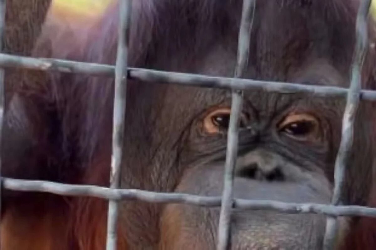    Федерация бокса осудила действия спортсменки, накурившей орангутана в Крыму