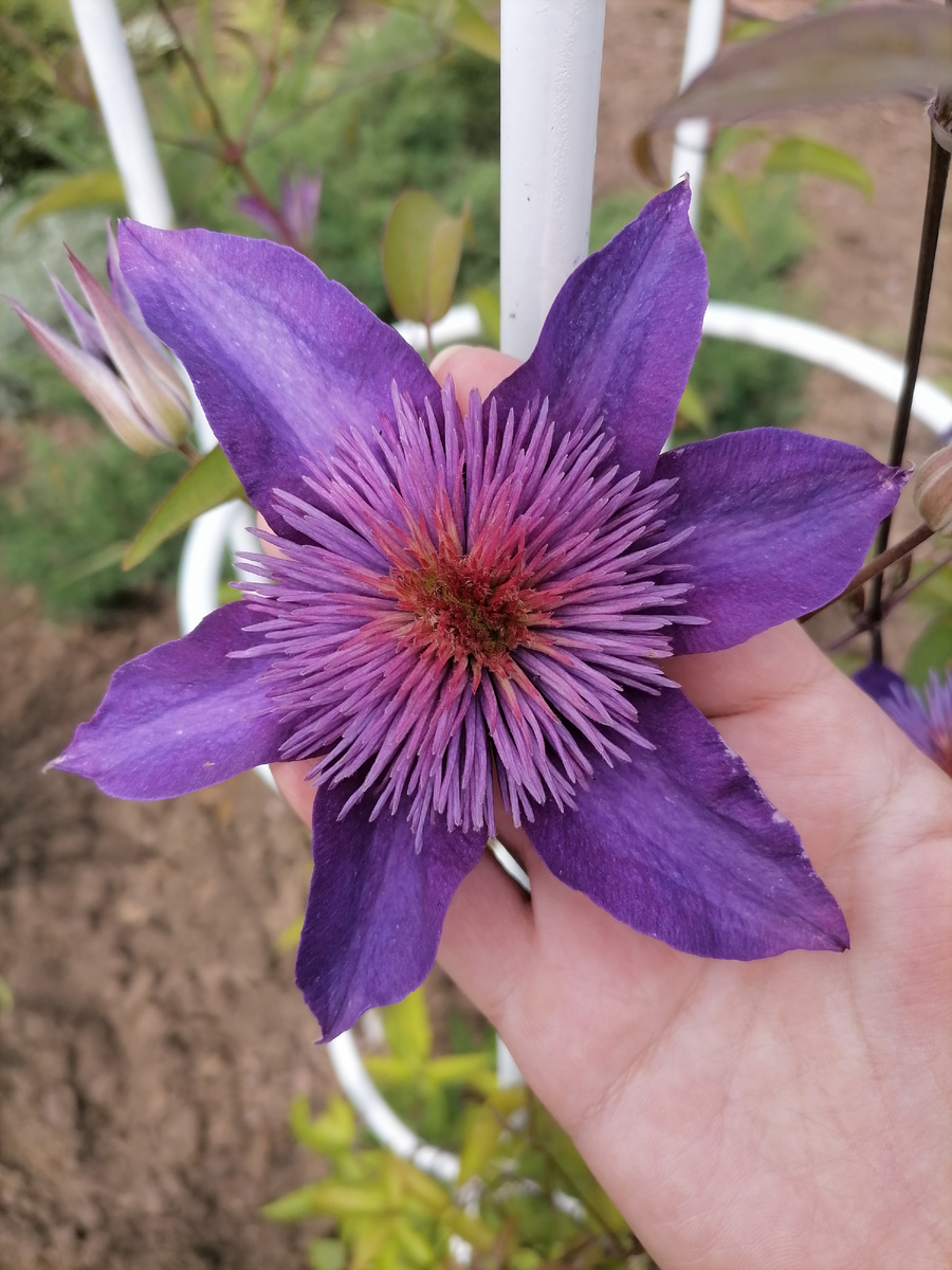Огромный цветок, сантиметров 12 в диаметре